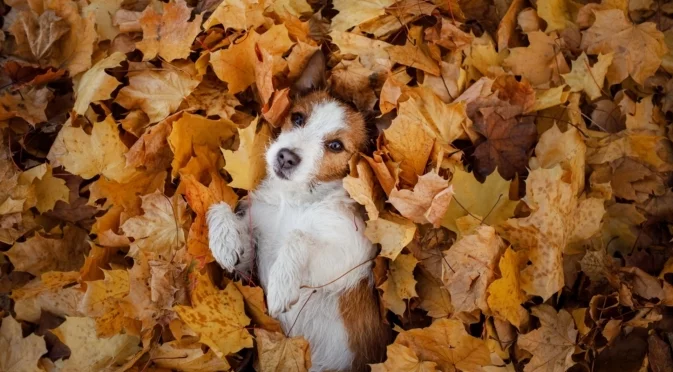 Едни убиват, други спасяват: Историята на Сахара - кучето с голям късмет (ВИДЕО)