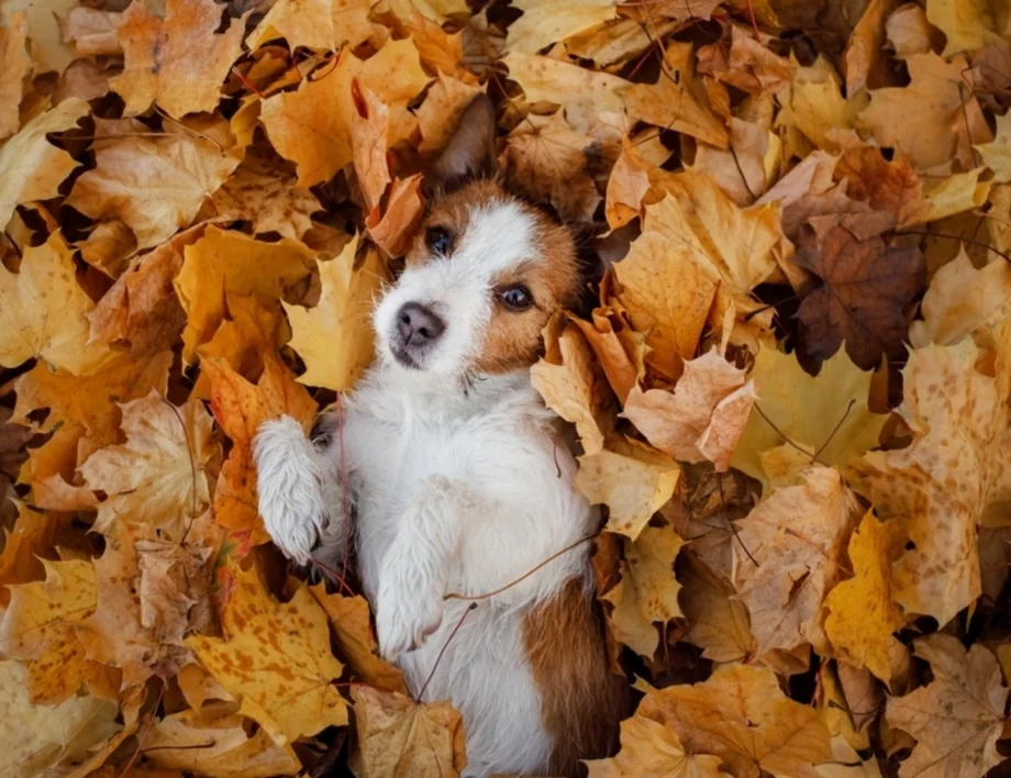 Едни убиват, други спасяват: Историята на Сахара - кучето с голям късмет (ВИДЕО)