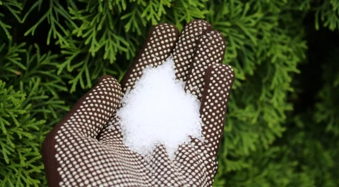 Защо трябва да наторите градината си с английска сол