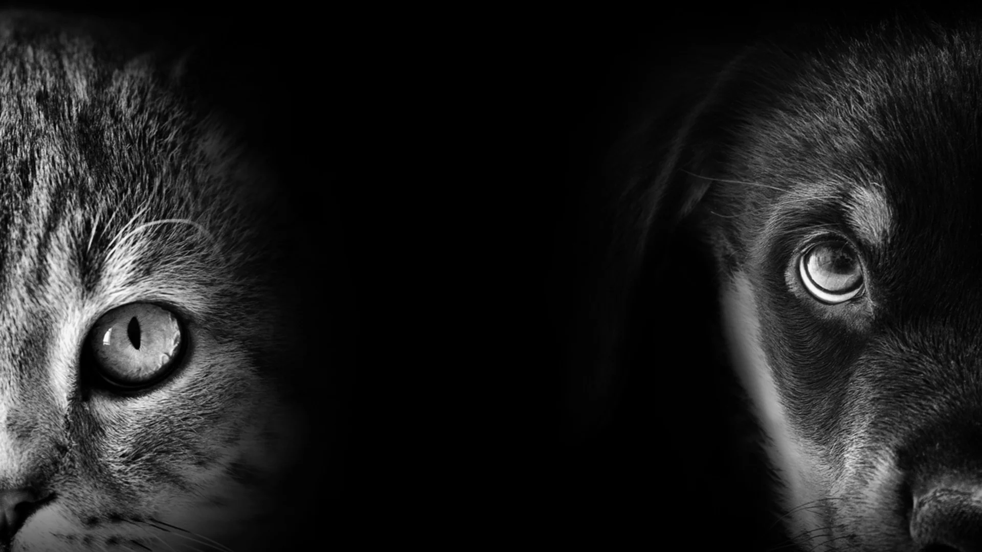 История на жестокостта: Как измъчването на животни предшества убийството на хора (ВИДЕО, 18+)