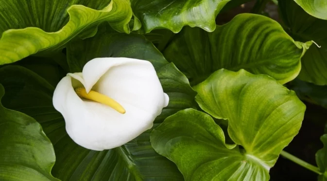 Как да отглеждате кала на закрито за зимен цъфтеж