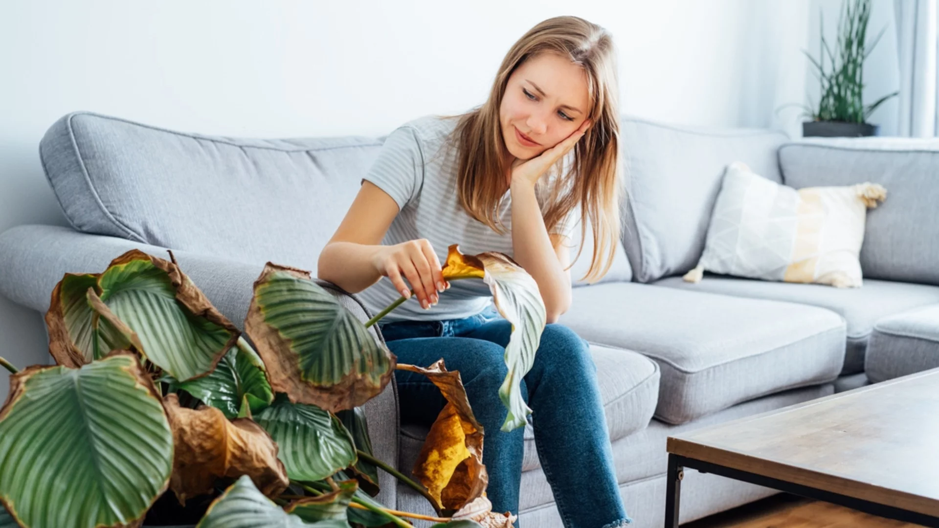 Как да различите дали растението е умряло или в латентно състояние