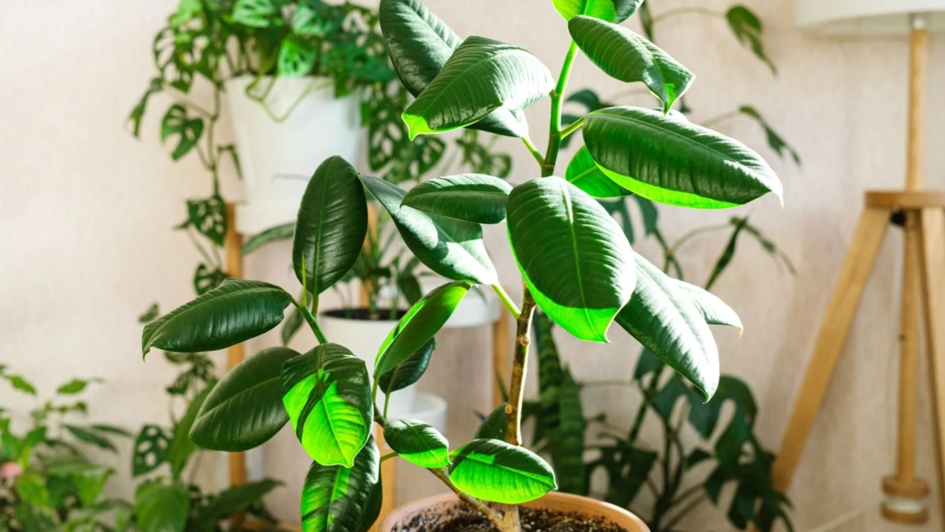 Как да се грижите правилно за каучуковото си растение през цялата зима  