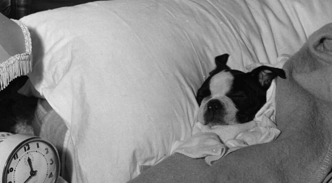 Истинско животно в леглото: Депортират руснак заради зоопорно