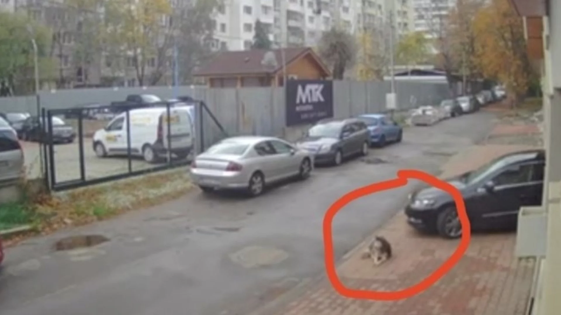 Какви са наказанията за прегазване на куче в Европа?