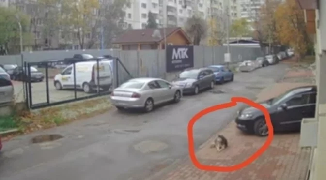 Какви са наказанията за прегазване на куче в Европа?