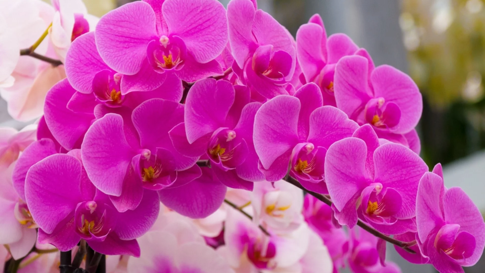 Как да се грижите за орхидеята през зимата, за да цъфти и да не гние