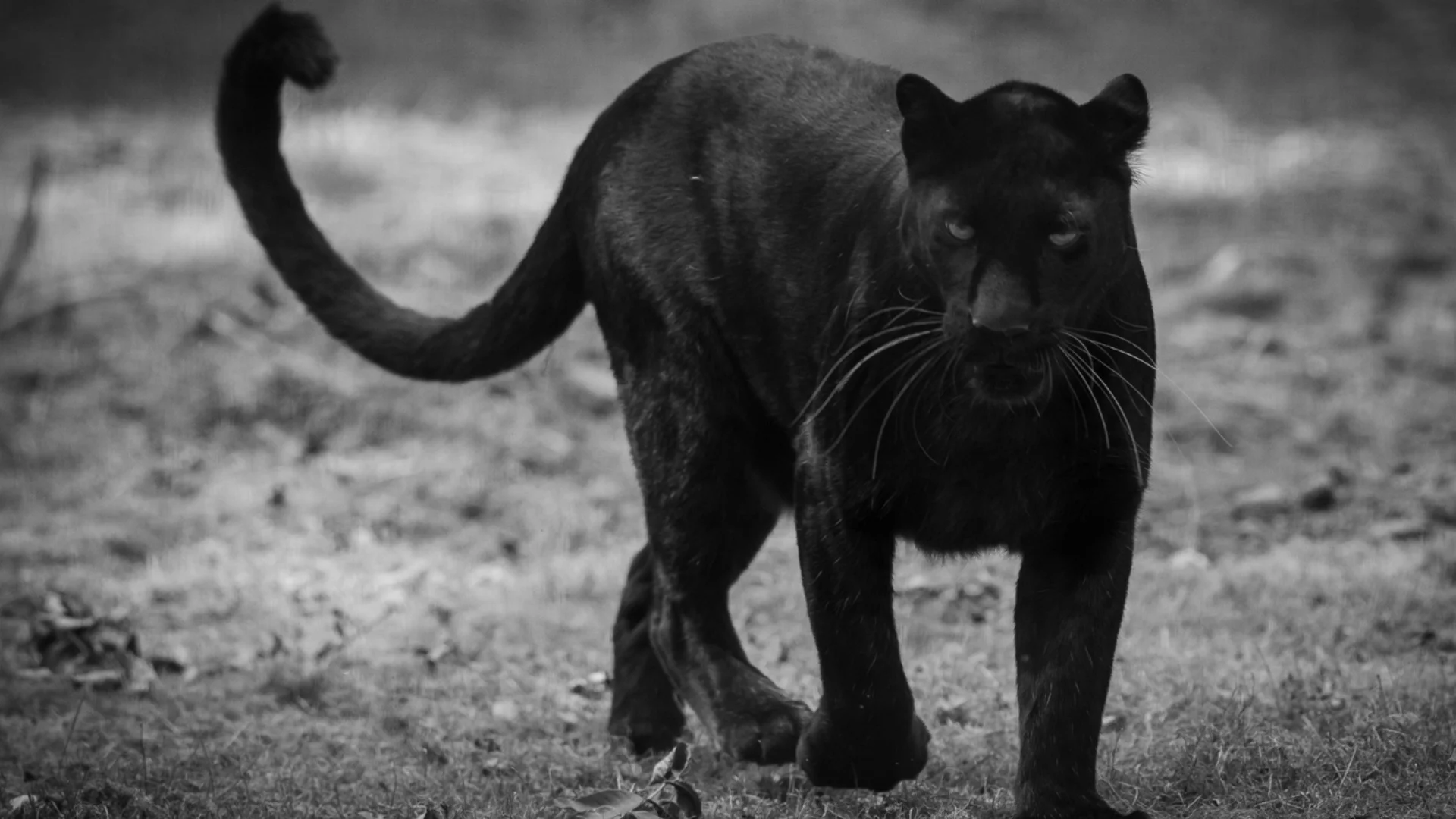 След сигнал от ловец: И в Германия полудяха по черна пантера