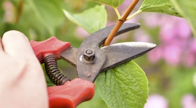 Вземете резници от това любимо растение преди зимата 