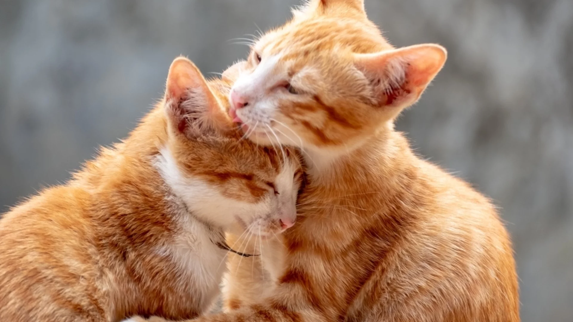 Мъж държал под ключ близо 60 котки, за да умрат от глад