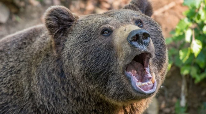 "Скочи като пума": Мечка впи нокти в главата на ловец в Босна (СНИМКА)