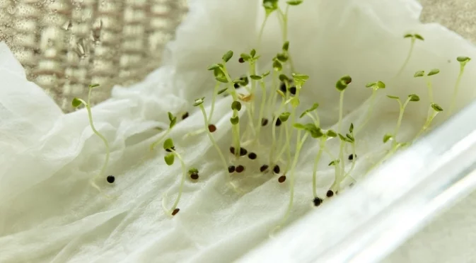 Гениален градински трик с кухненска хартия