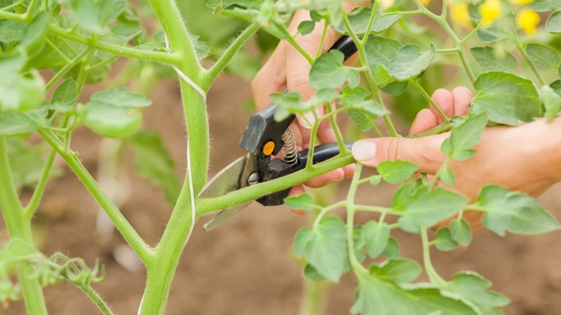 Как да вземете резници от домати през ноември