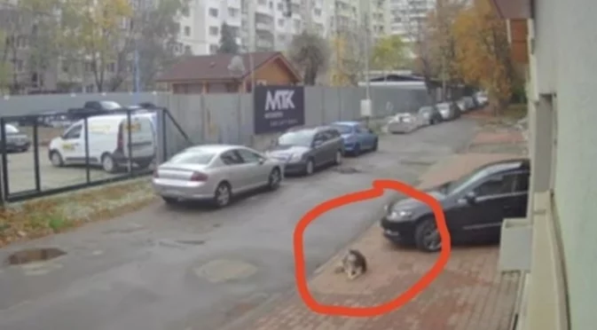 Прегазилият кучето Мая лекар е избягал от България - да или не?