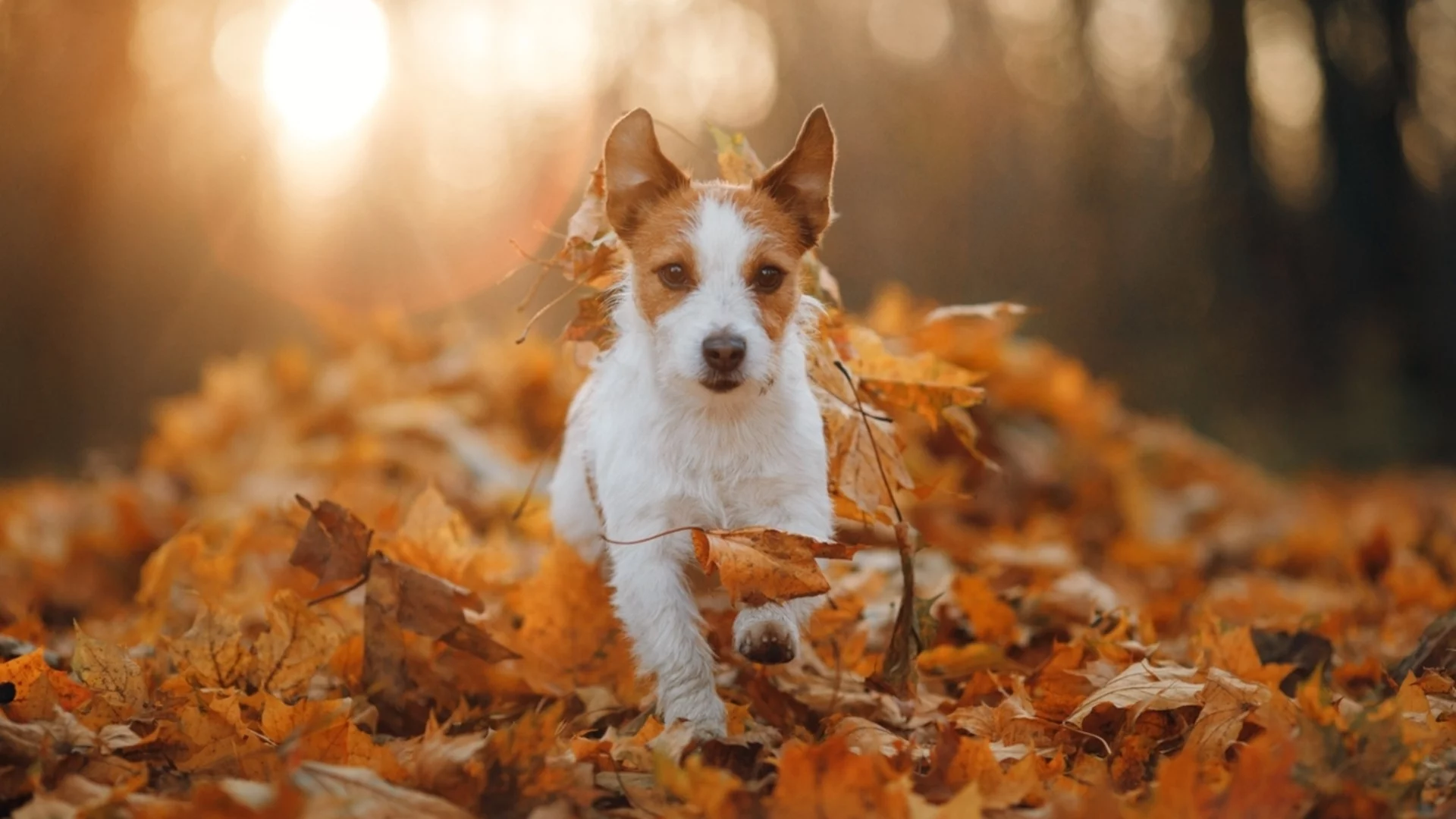 Прогноза за времето - 13 ноември 2025 г. (четвъртък)