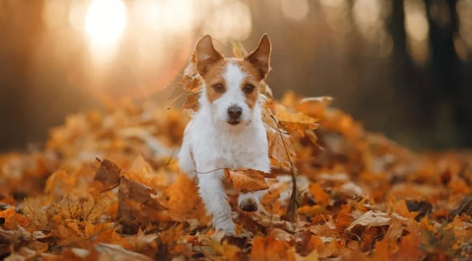 Прогноза за времето - 13 ноември 2025 г. (четвъртък)