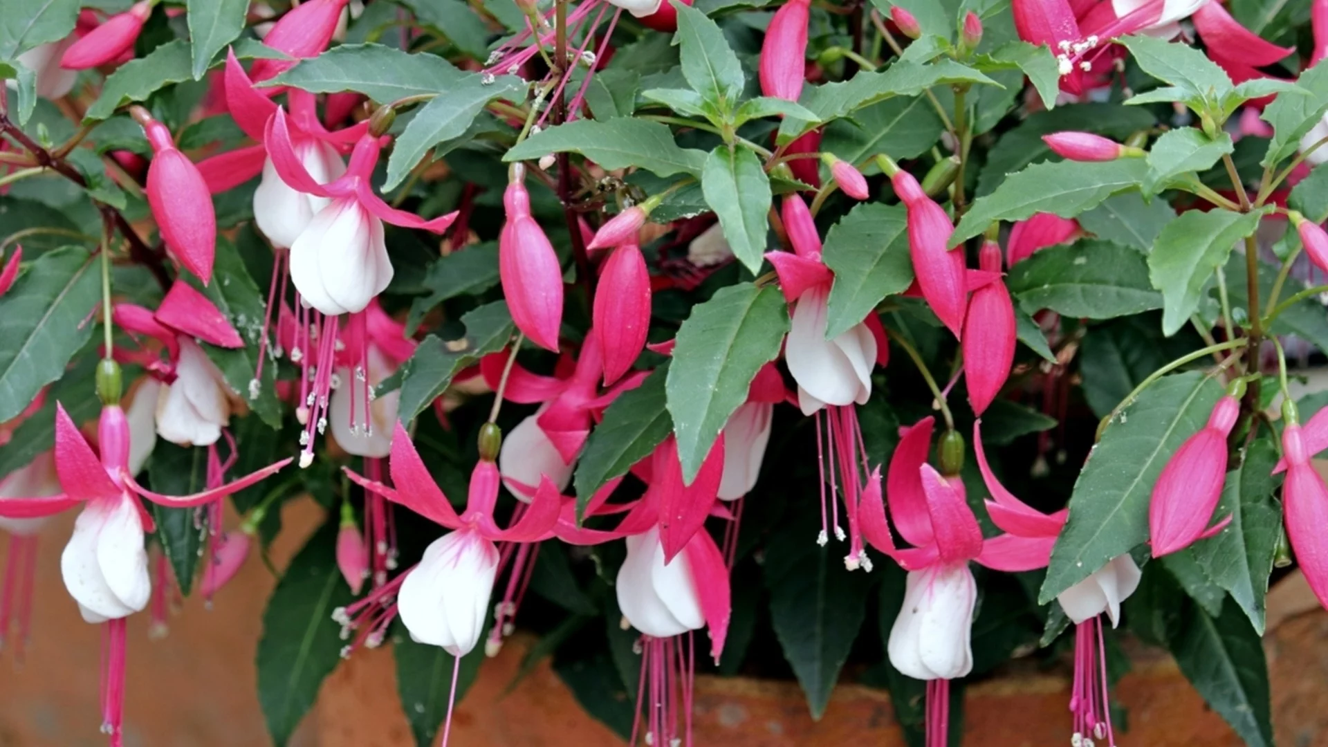 Правилна грижа за коледния кактус