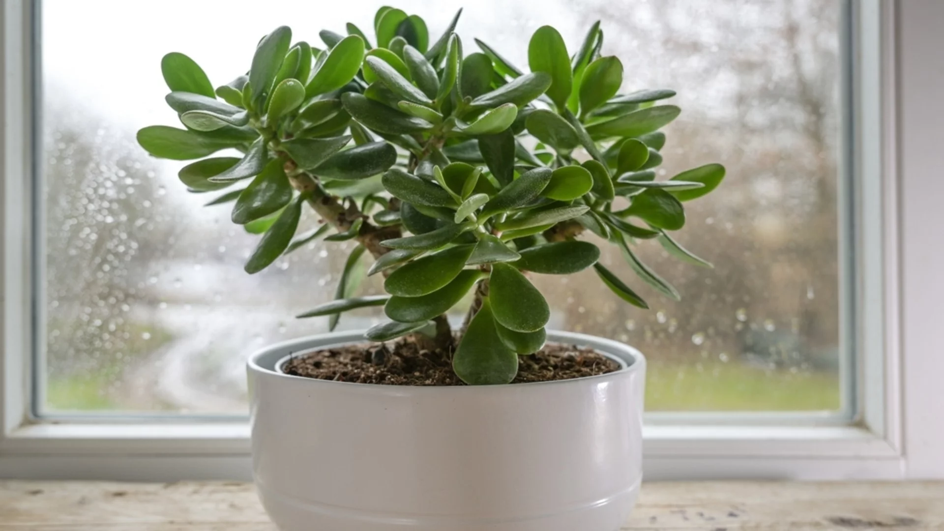 Най-доброто място за вашето нефритено растение, което може да подобри късмета ви, според Фън Шуй 