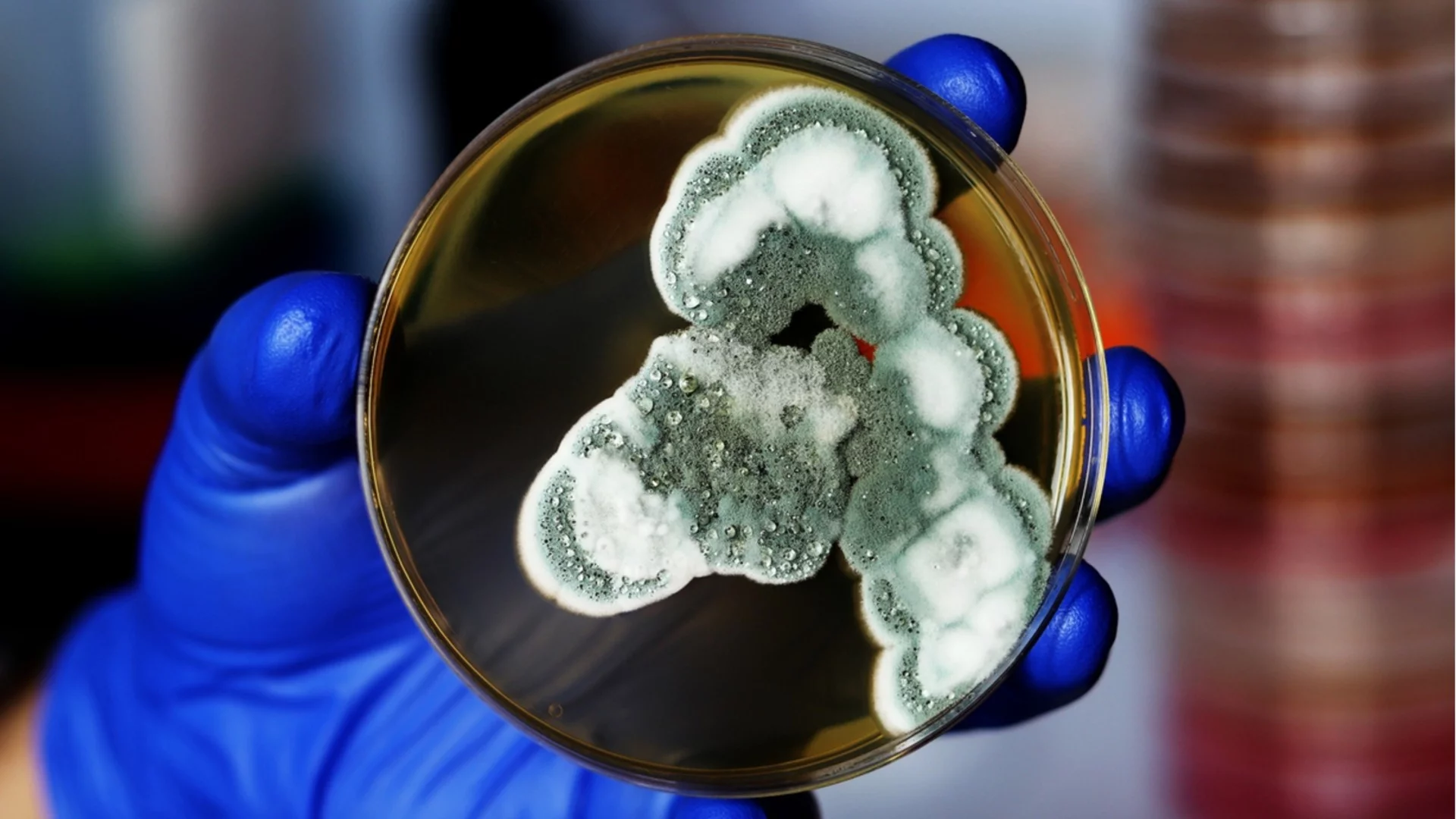 Как Александър Флеминг открива пеницилина по чиста случайност