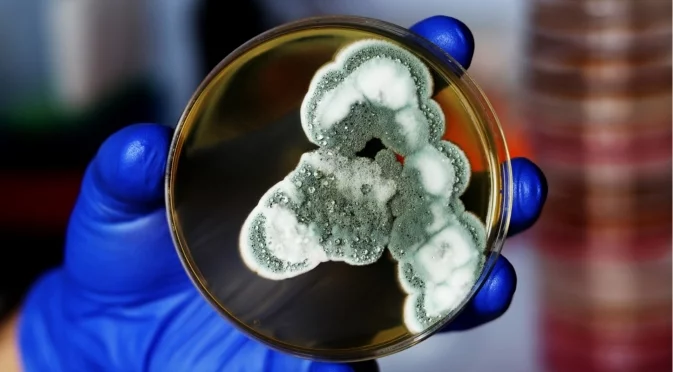 Как Александър Флеминг открива пеницилина по чиста случайност