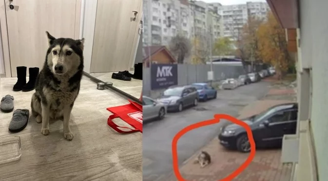 Случаят с кучето Мая: Небивалици и преиначаване в македонските медии