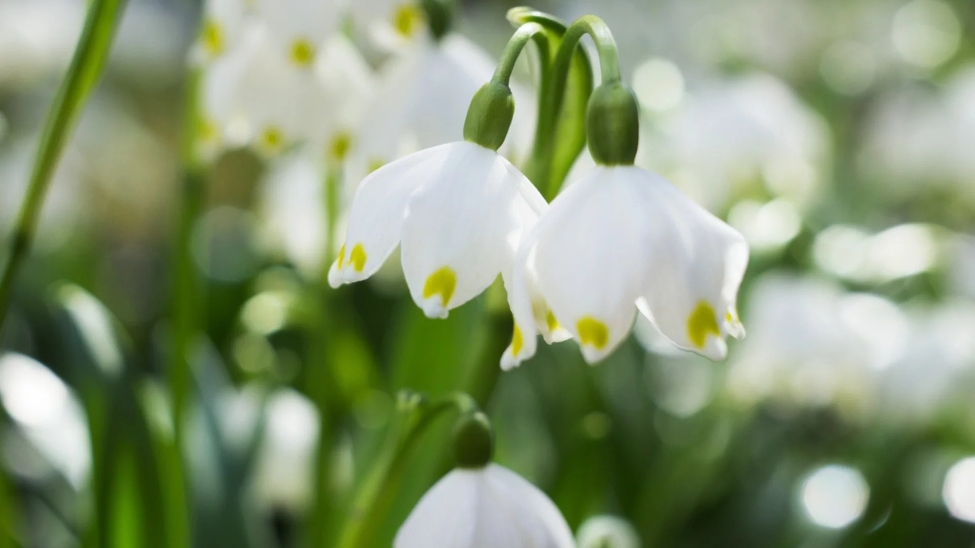 Луковици, които да засадите през ноември за пролетна градина, изпълнена с цвят