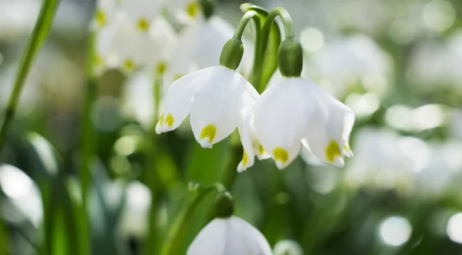 Луковици, които да засадите през ноември за пролетна градина, изпълнена с цвят