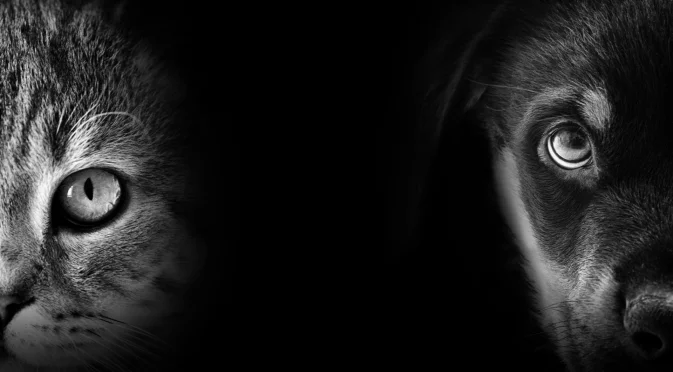 Протест пред ВМА: По-строги наказания за насилие над животни