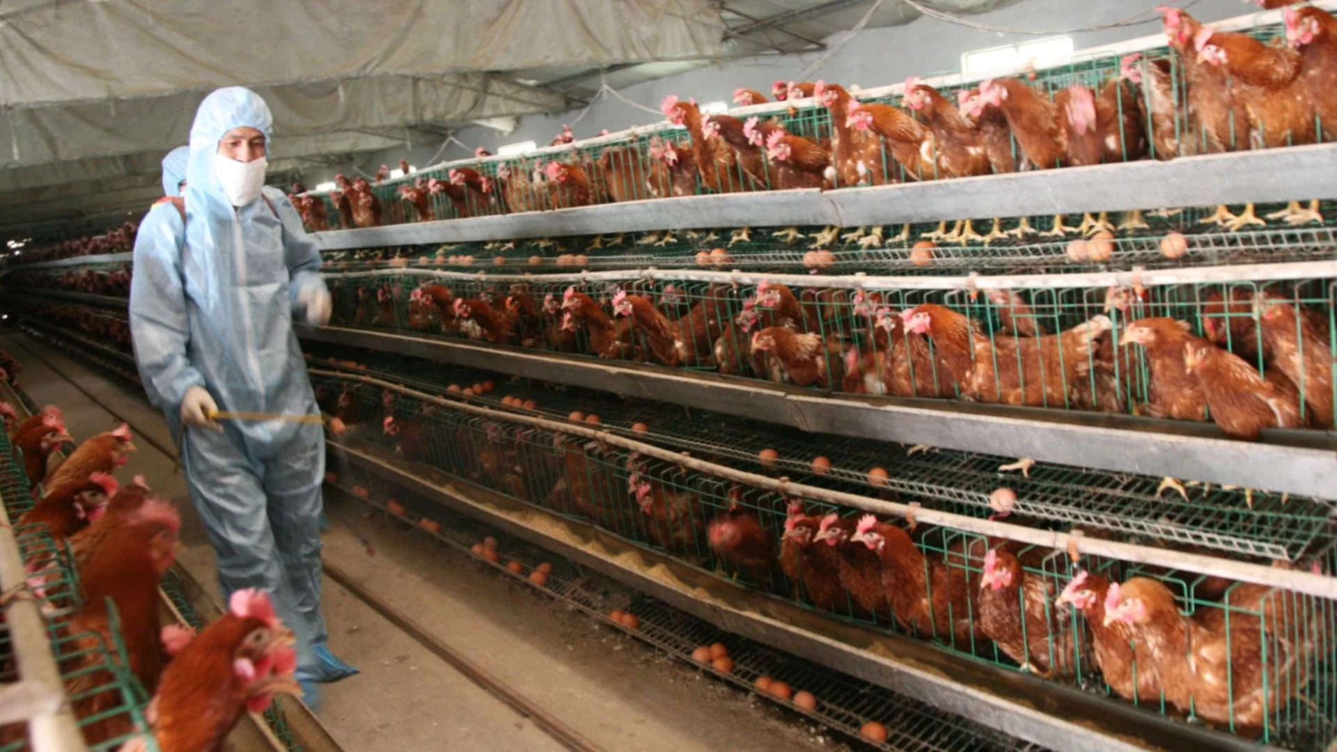 Птичият грип настъпва