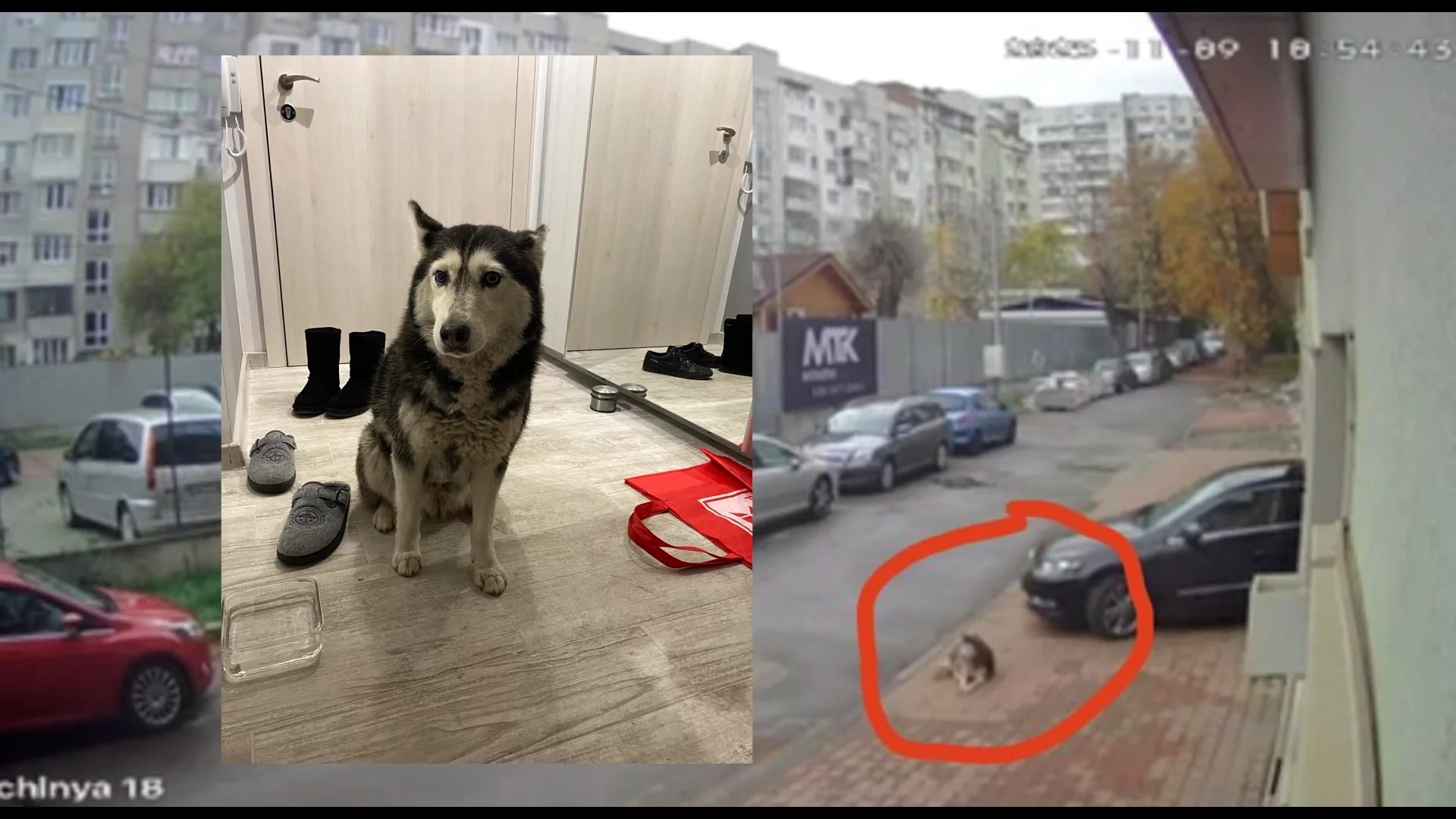 В България - 5000 лева, в Испания - до 200 000 евро: Какви са наказанията в Европа за жестокости срещу животни?