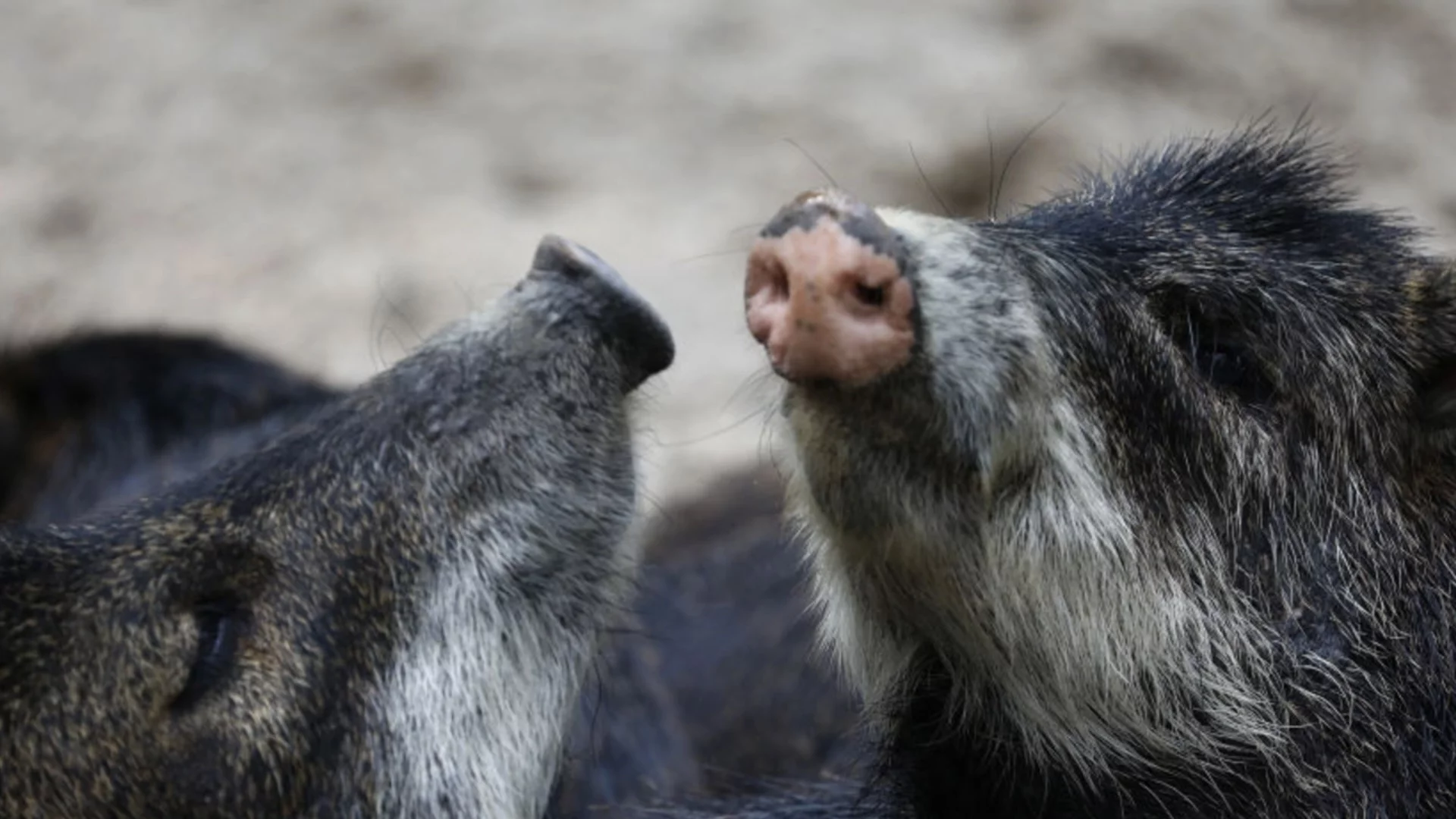 Оглеждайте се за глигани в Северна Гърция: Толкова са много, че излизат на пътя