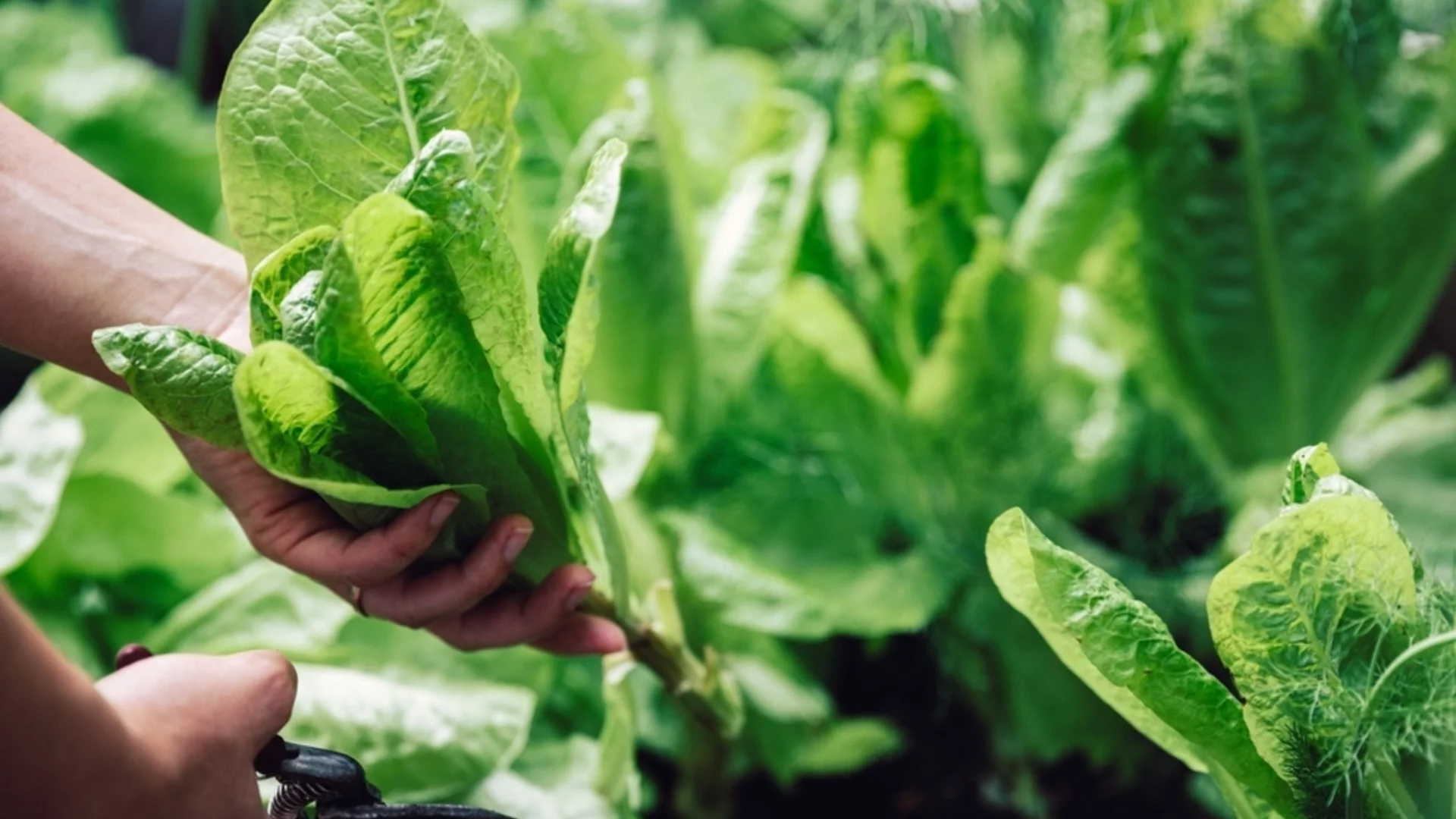 Как да помогнете на спанака да оцелее през суровото зимно време