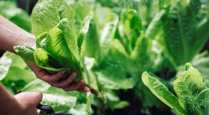 Как да помогнете на спанака да оцелее през суровото зимно време