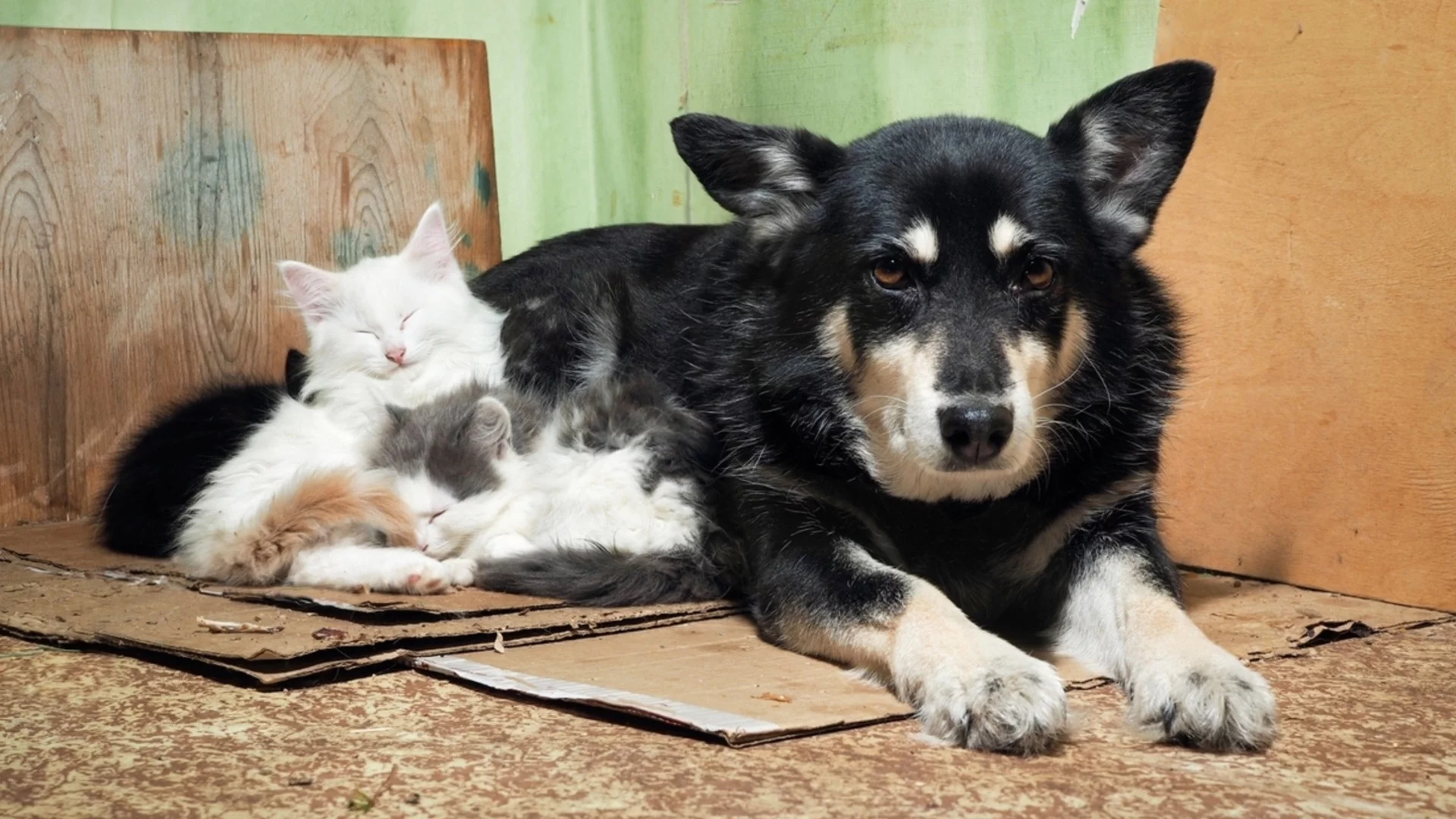 Грижа за бездомните животни: Как да им помогнем през студените дни