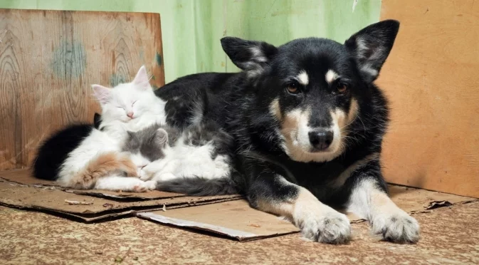 Грижа за бездомните животни: Как да им помогнем през студените дни