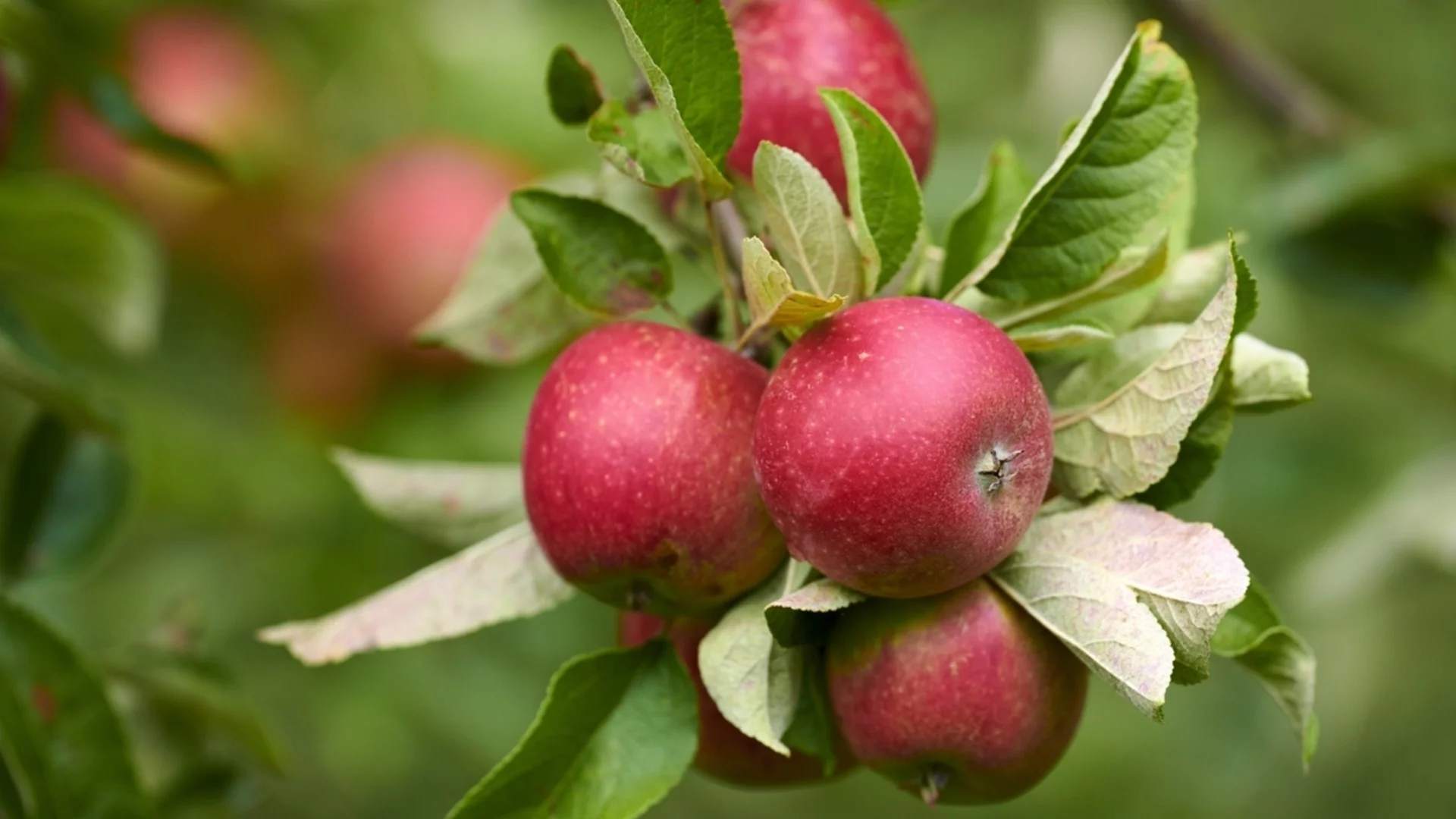 Защо хитрите градинари отглеждат винаги хибридно овощно дърво в двора си