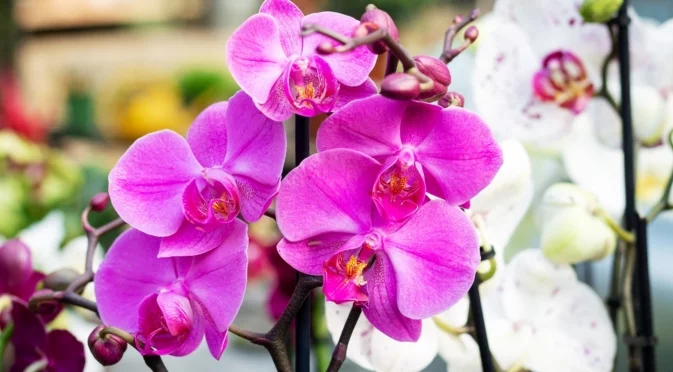 Най-красивите сортове орхидеи
