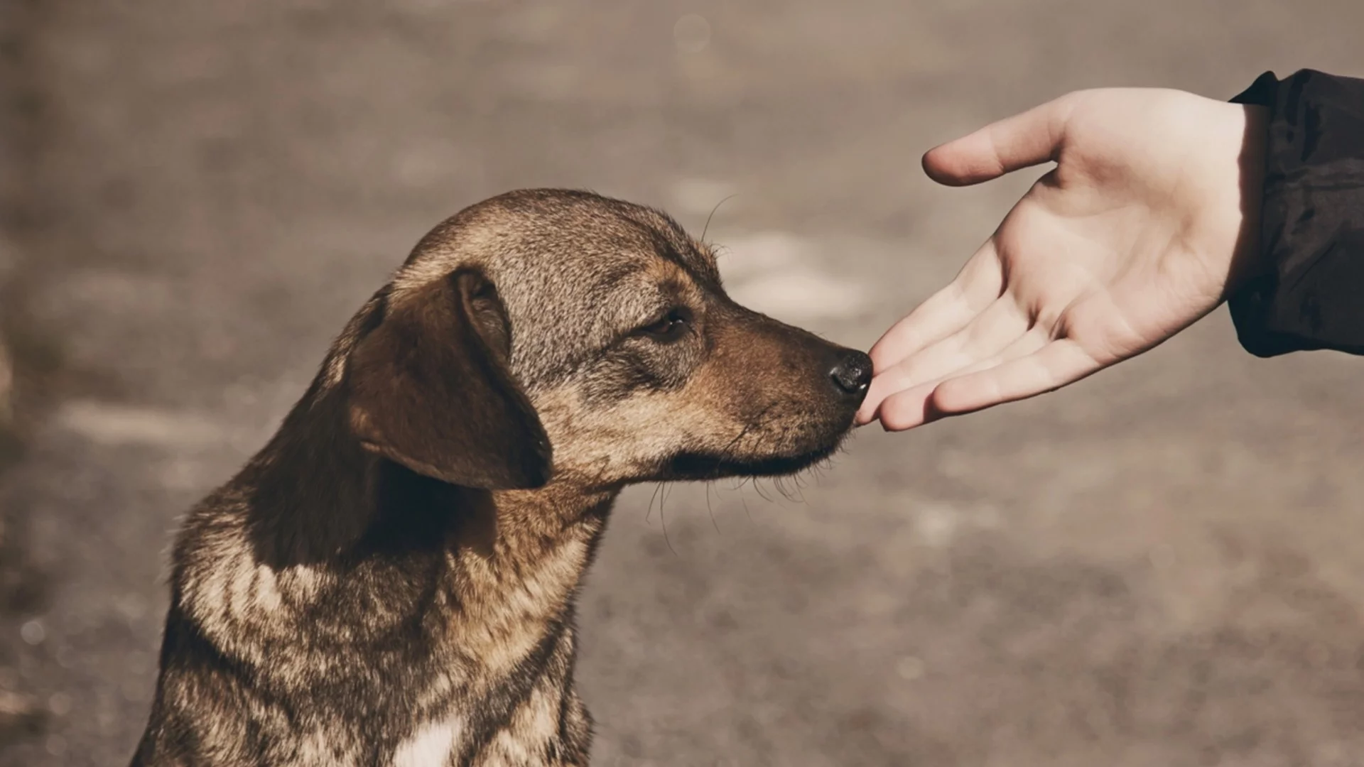 Животните са ни мили, хората - не