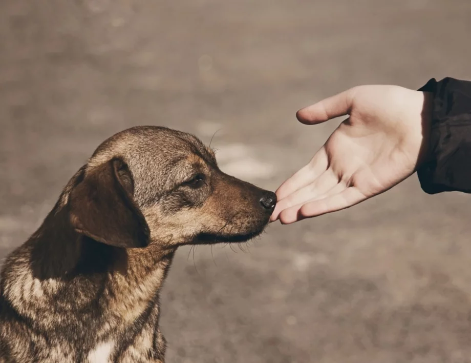Животните са ни мили, хората - не