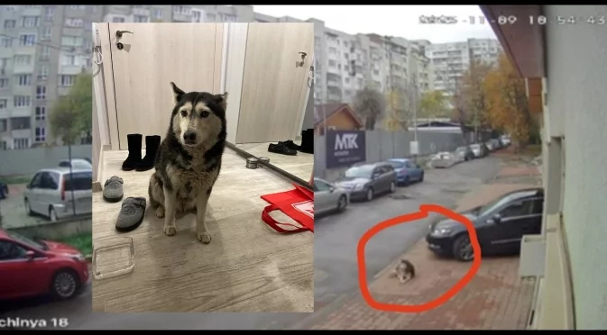 Гаранция от 5 000 лева за лекаря, прегазил кучето Мая