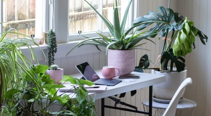 Без свещи и химикали: Стайни растения, които ухаят през есента