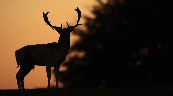 Рядка среща: Заснеха семейство елени албиноси (ВИДЕО)