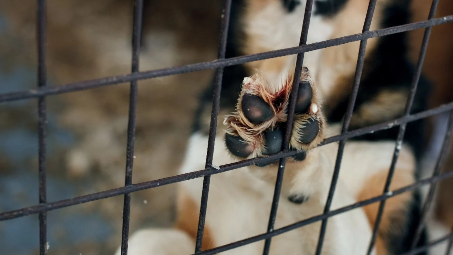 Официалните обвинения срещу обвинените за убийства за удоволствие и пари животни са факт