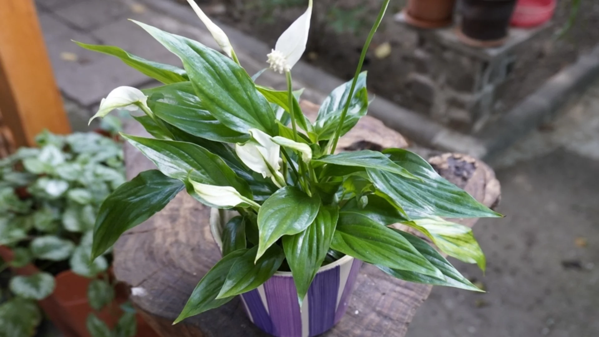 Това е най-добрата почва за спатифилума през зимата, за да цъфти обилно
