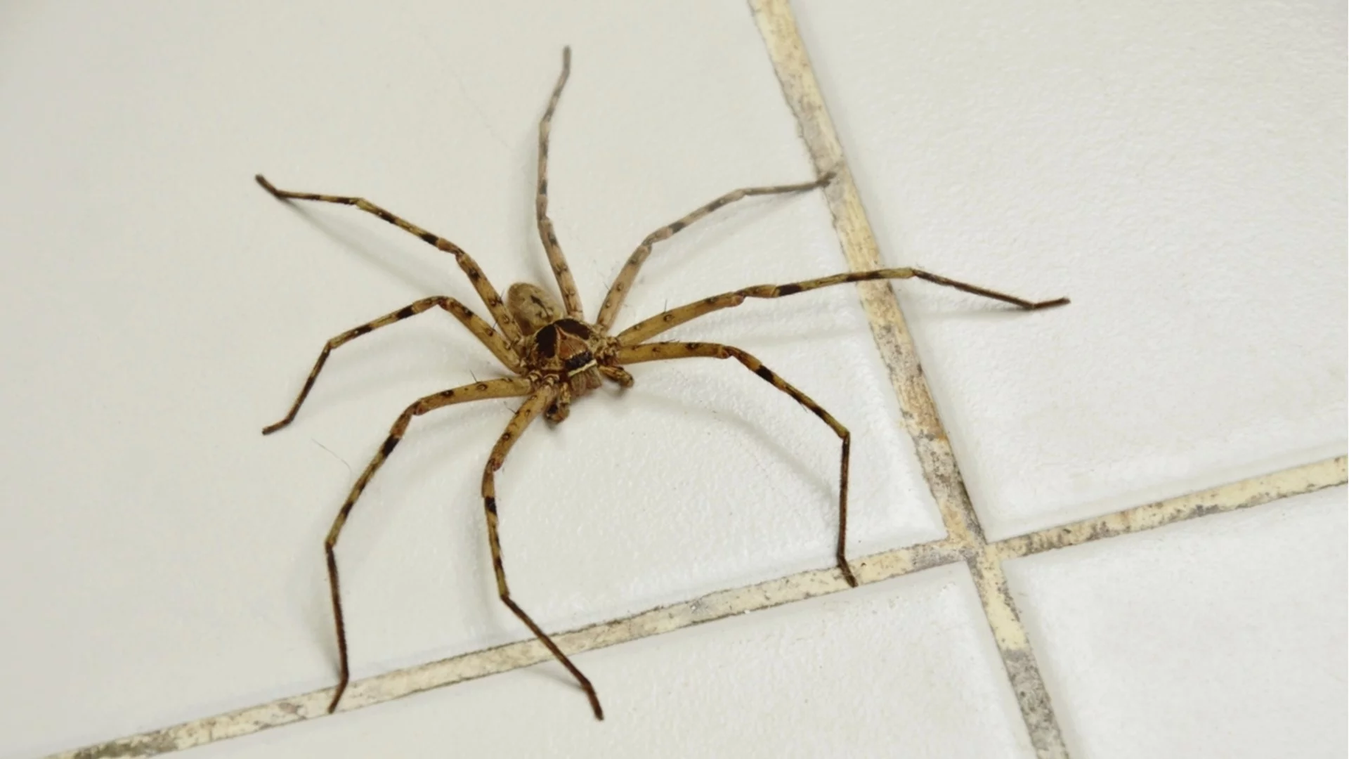 Някои били отровни: Семейство оцелява, след като 5 години живее с над 2000 паяка в дома си