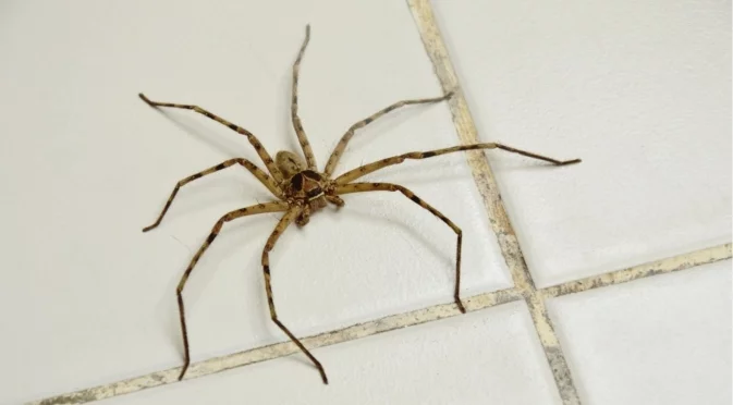 Някои били отровни: Семейство оцелява, след като 5 години живее с над 2000 паяка в дома си