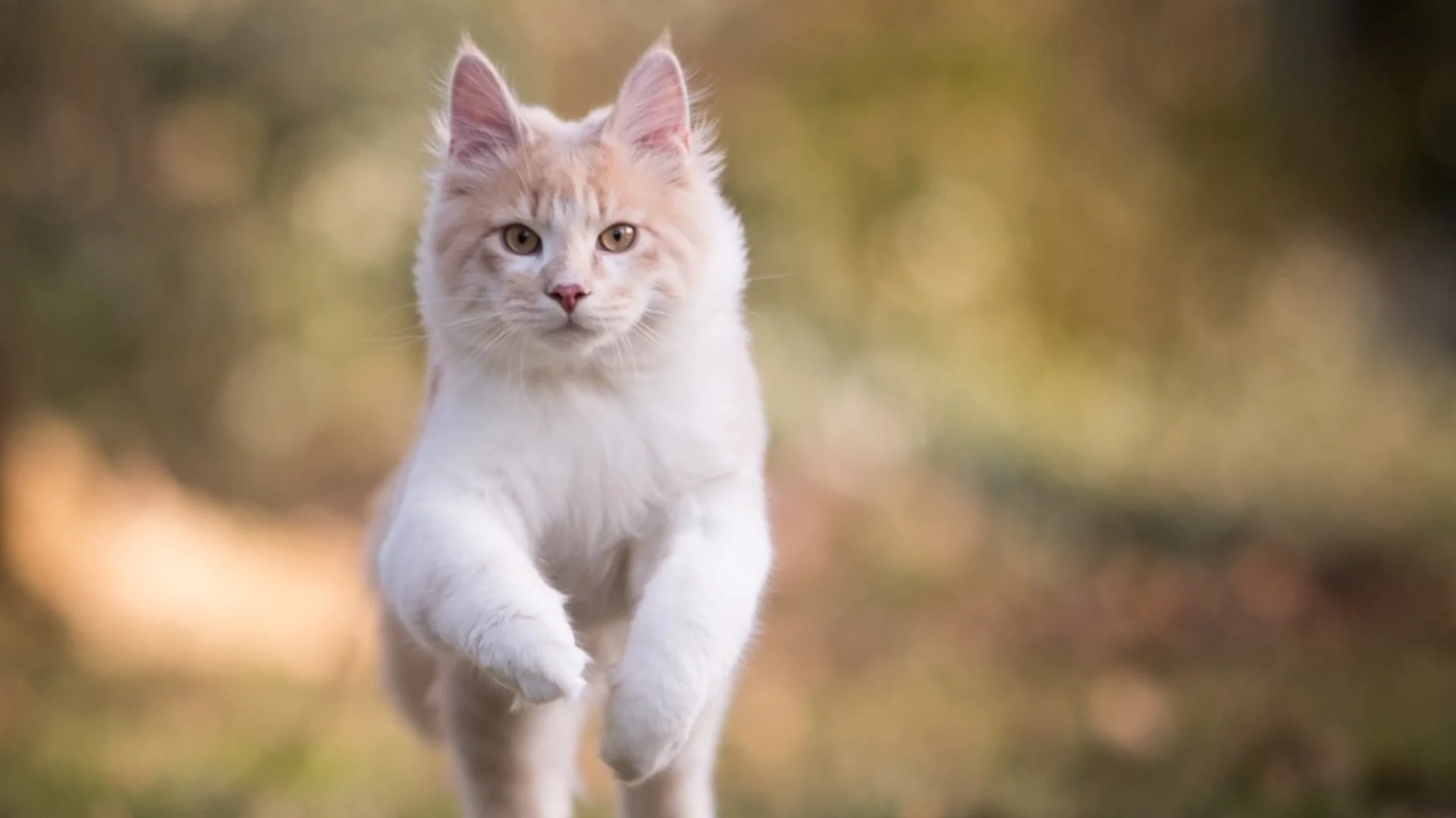 Получавате важен знак: Какво означава, когато бяла котка пресече пътя ви?