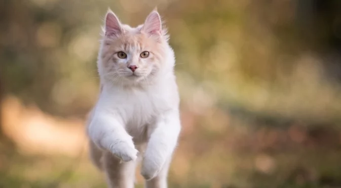 Получавате важен знак: Какво означава, когато бяла котка пресече пътя ви?