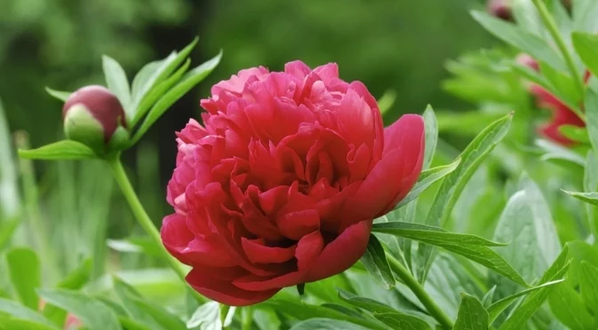 Как да подготвите божури за зимата през ноември?