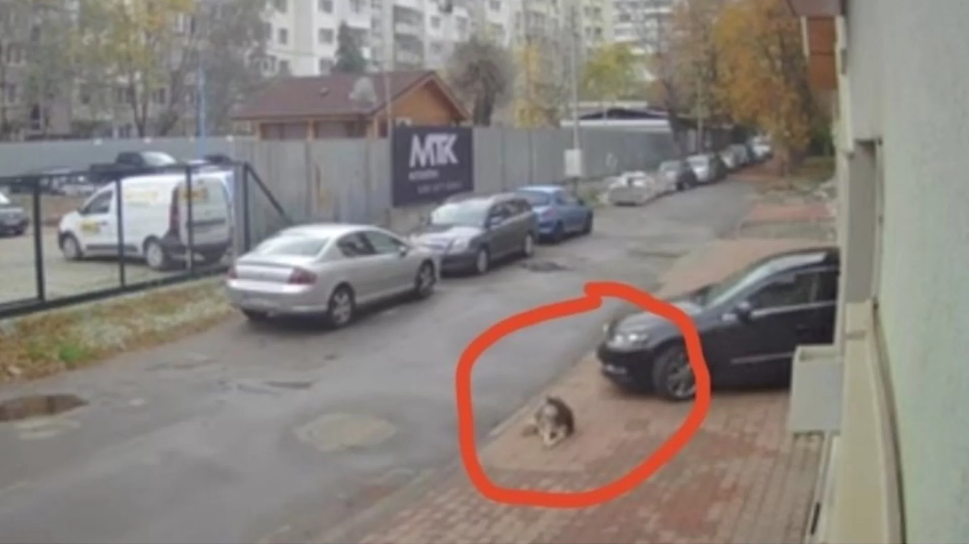 "Тънката граница от мъчение на животни до насилие над хора": Явор Гечев пред Actualno (ВИДЕО)